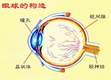 眼球的构造