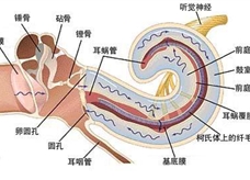 声波通过时的耳蜗