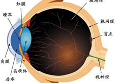 凸透镜--眼睛