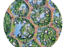 透镜的应用--显微镜下的植物细胞