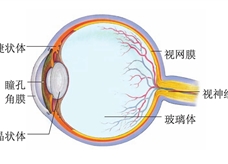 透镜的应用--眼球的结构
