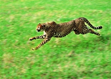 运动的物体-动物奔跑
